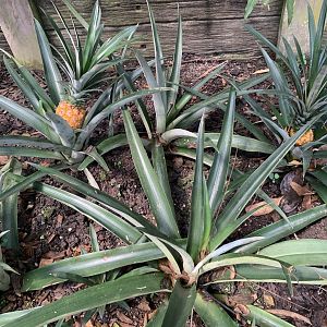 Pineapple plants