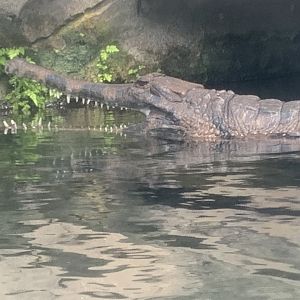 Malaysian gharial