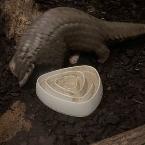 Chinese pangolin