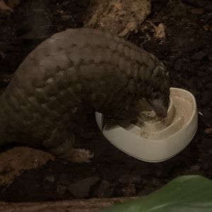 Chinese pangolin