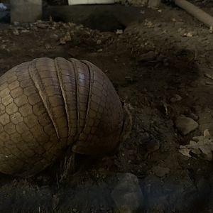 Southern three-banded armadillo