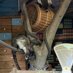 White-nosed coatis