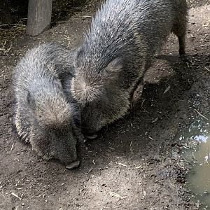 Chacoan peccaries