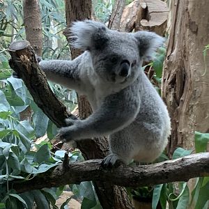 Northern koala