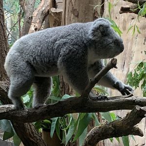 Northern koala