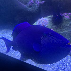 Red-toothed triggerfish