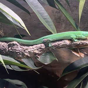 Green keel-bellied lizard
