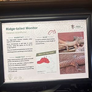 Ridge-Tailed Monitor Sign