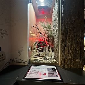 Tree Skink enclosure and sign