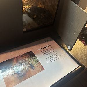 Peep hole into a lizards hidey hole