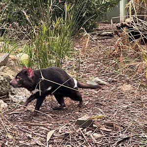 Tasmanian Devil out for a stroll