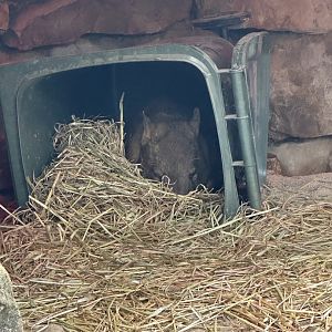 Wombat sleeping in a bin