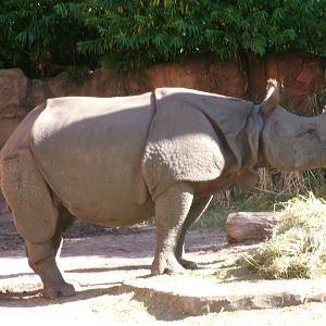 Indian rhinoceros