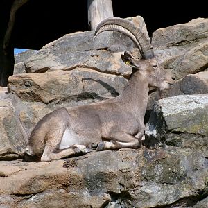 Siberian ibex