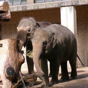 Asian elephants