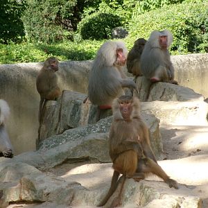 Hamadryas baboons