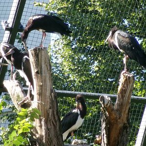 Abdim's storks