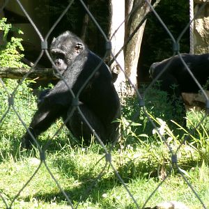 Chimpanzee