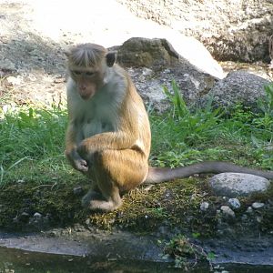 Toque macaque