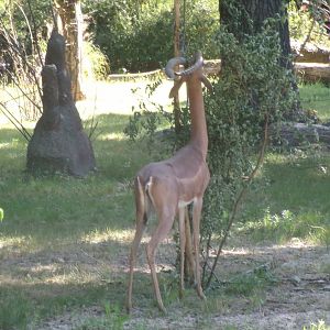 Southern gerenuk