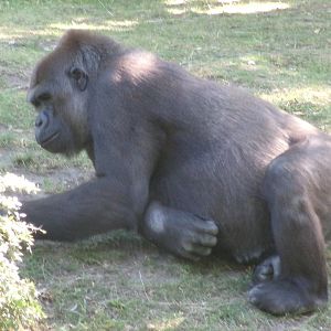 Western lowland gorilla