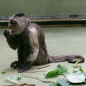 Guianan weeper capuchin