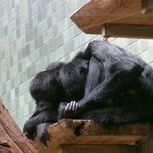Colombian black spider monkeys