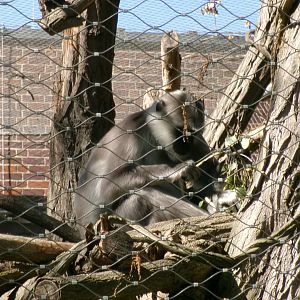 Grey langur