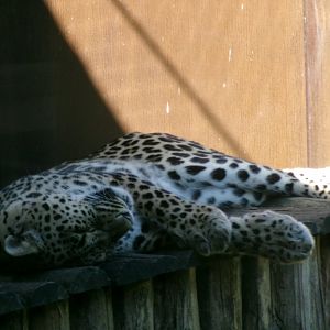 Persian leopard