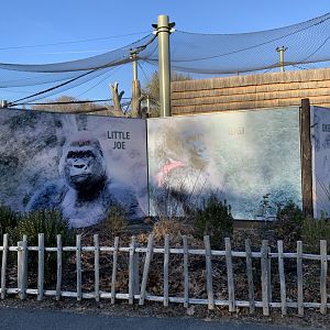 Gorilla signs