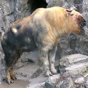 Sichuan takin