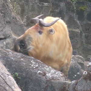 Sichuan takin