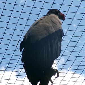 King vulture