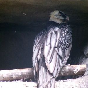 Bearded vulture
