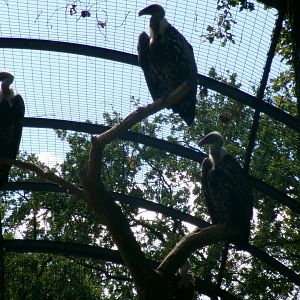 Common Rueppell's griffon vultures