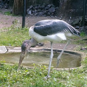 Marabou stork