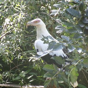 Palm-nut vulture