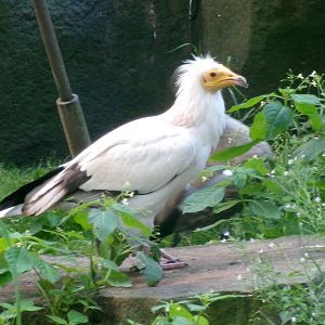 Western Egyptian vulture