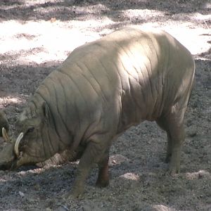 Sulawesi babirusa