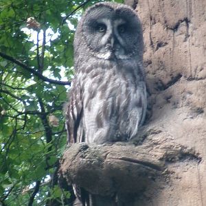 Eurasian Great grey owl