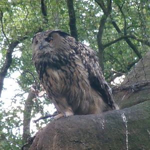 European eagle-owl