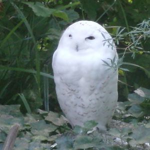 Snowy owl