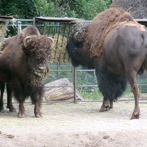 American plains bison