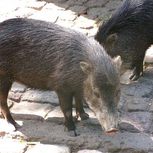 Southern white-lipped peccaries