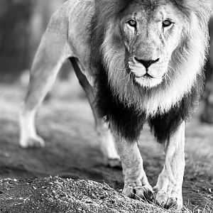 African Lion “Dinari”