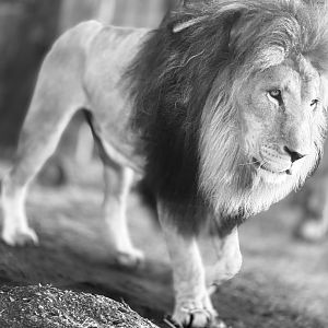 African Lion “Dinari”