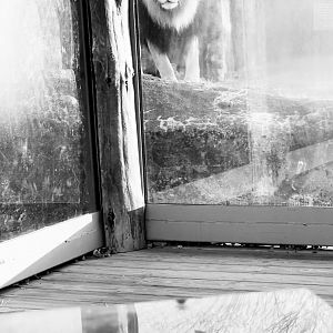 African Lion “Dinari”