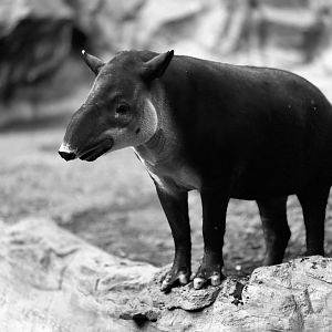 Baird’s Tapir “Millie”