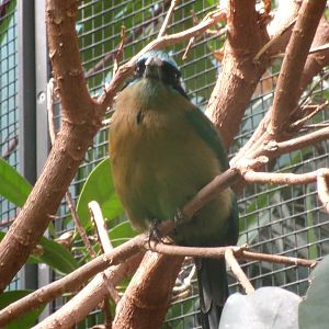 Blue-crowned motmot