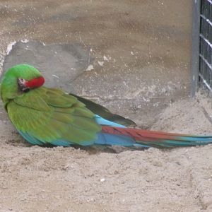 Mexican military macaw